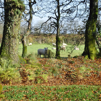 Sheep in adjoining fields to Manor Bedw Holiday Cottage garden near Narberth Pembrokeshire